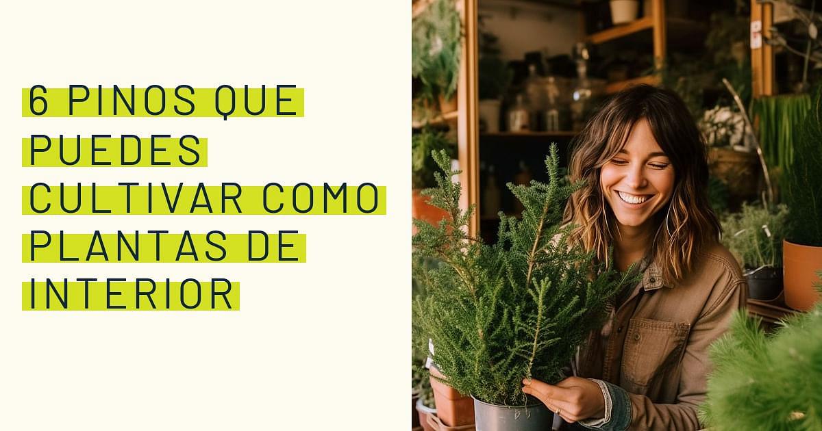 Pinos Que Puedes Cultivar Como Plantas De Interior