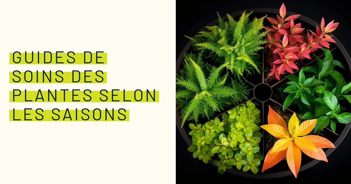 Guides De Soins Des Plantes Selon Les Saisons