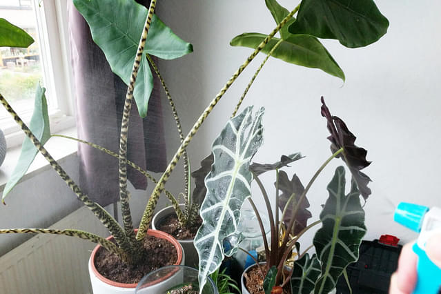 10 ways to raise the humidity in your house