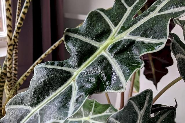 Hoe geef ik mijn planten op de juiste manier water?