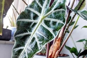 marge Beperken favoriete The ultieme verzorgtips voor jouw kamerplanten - Plant care for Beginners