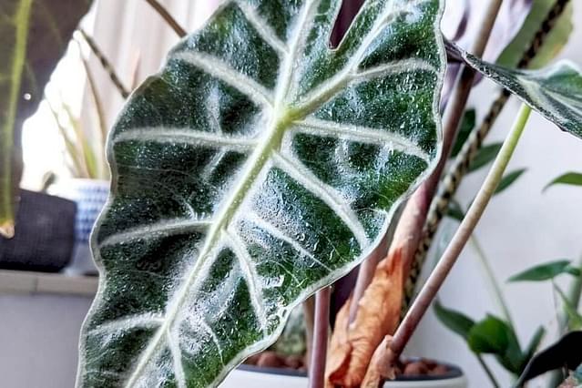 Hoe verzorg je een Alocasia Polly?
