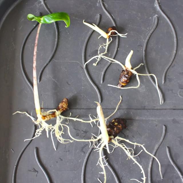 How to propagate an Alocasia Zebrina Plant care for Beginners