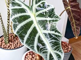 The pros and cons of using Leca to grow your plants