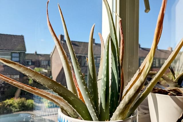 How to care for an Aloe Vera