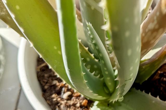 Hoe verzorg je een Aloë Vera plant?