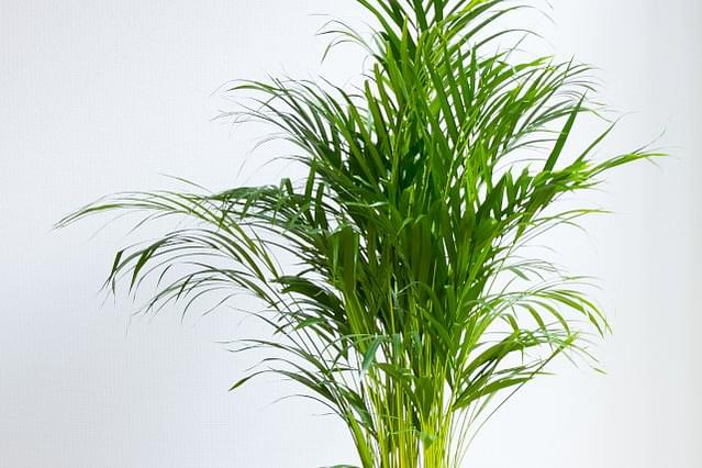 How to care for an Areca Palm
