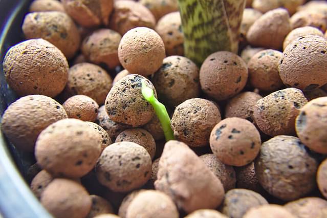 Close up of an Alocasia Zebrina growing in Leca