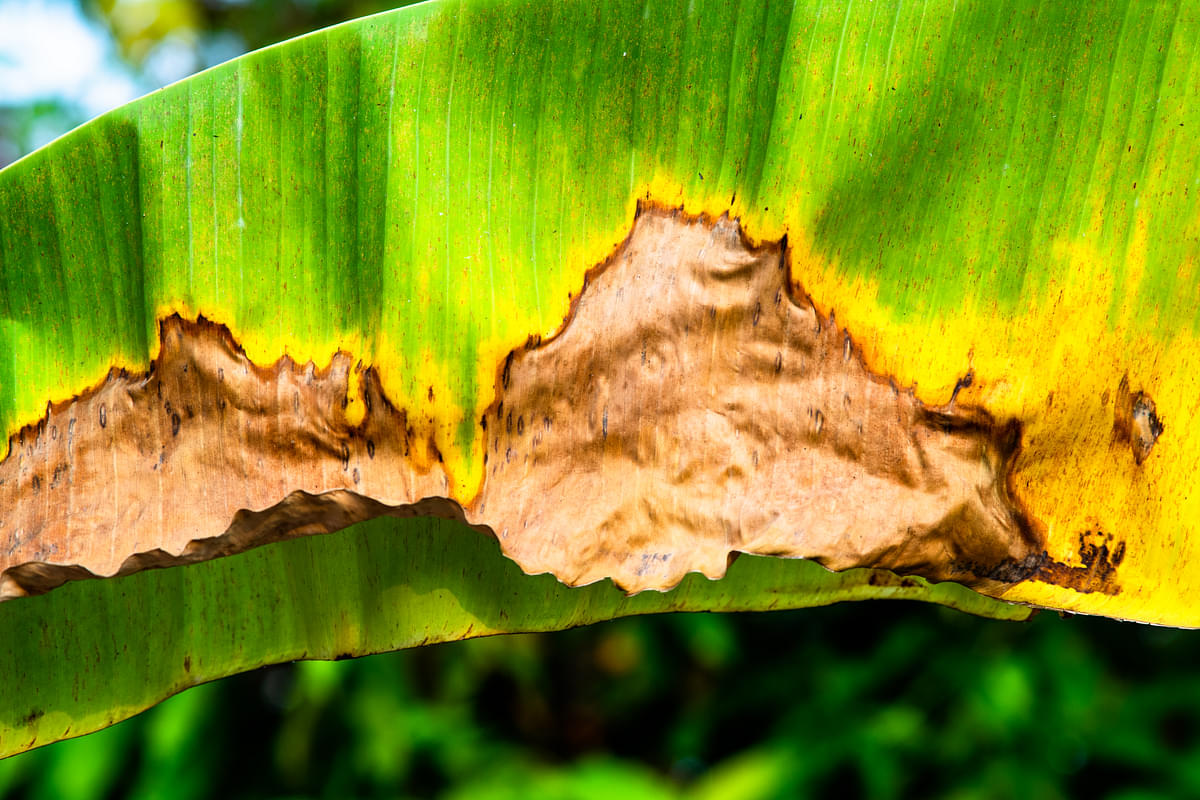 what-are-signs-of-too-much-sunlight-on-plants-2023