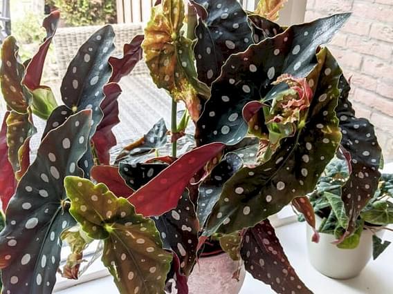 Hoe verzorg je een Begonia Maculata (Polkadot Begonia)?