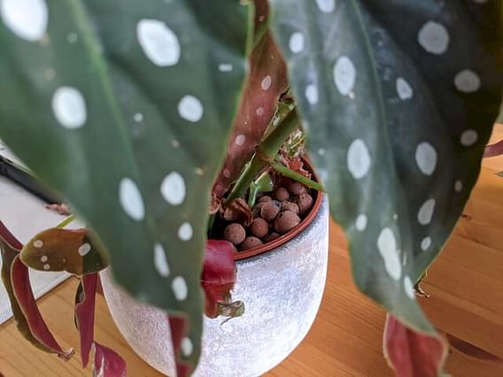 How to grow a Begonia Maculata in Leca