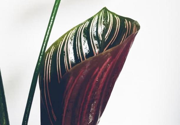 How to grow a Calathea in Leca