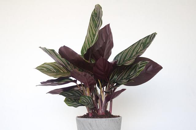 Hoe zorg je voor een Calathea Ornata