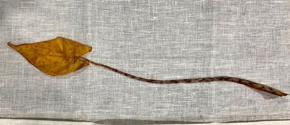 Wat is er mis met mijn plant? 10 veel voorkomende problemen uitgelegd