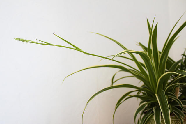 Everything about repotting a spider plant - Plant care for Beginners