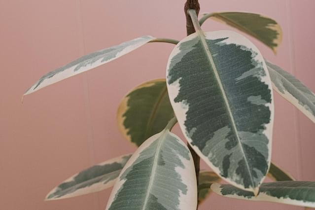 How to care for a Ficus Elastica (Rubber Tree)