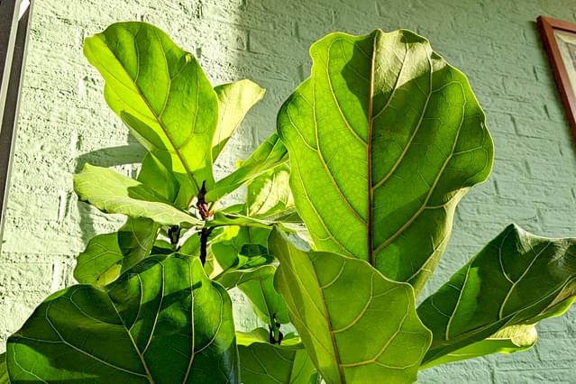 Ficus Lyrata bladeren