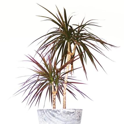 How to care for a Dracaena