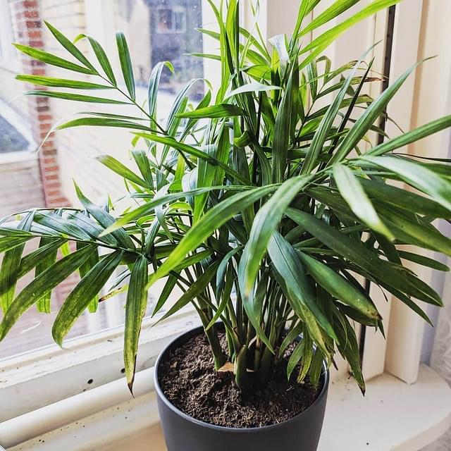 The five easiest houseplants for beginners Plant care