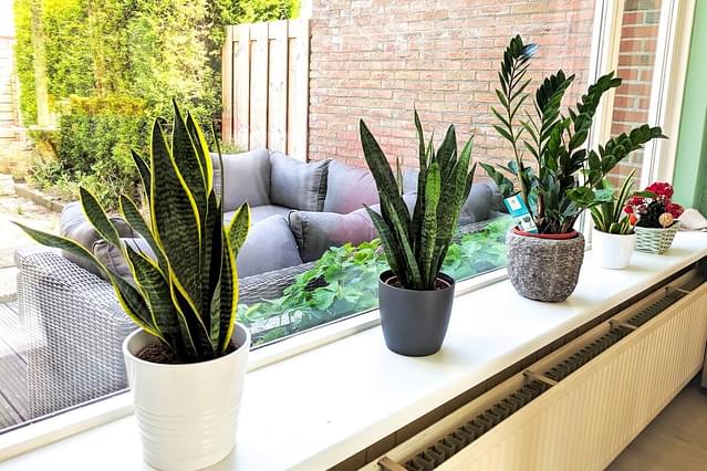 The five easiest houseplants for beginners