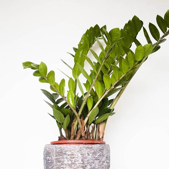 Easiest Houseplants For Beginners