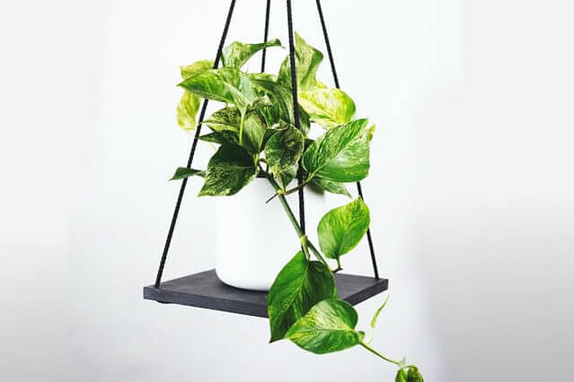 Hoe verzorg je een Scindapsus Golden Pothos?