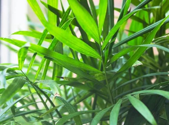 Healthy Parlor palm-leaves