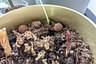 How to make your soil retain more water?