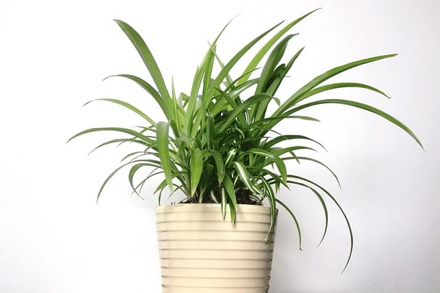 How to care for a spider plant