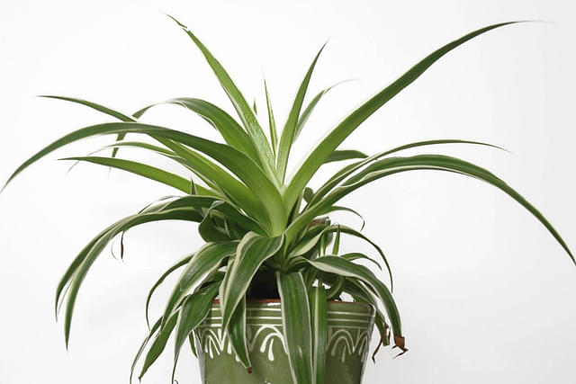 How To Care For A Spider Plant Plant Care For Beginners,What Is An Ionizer