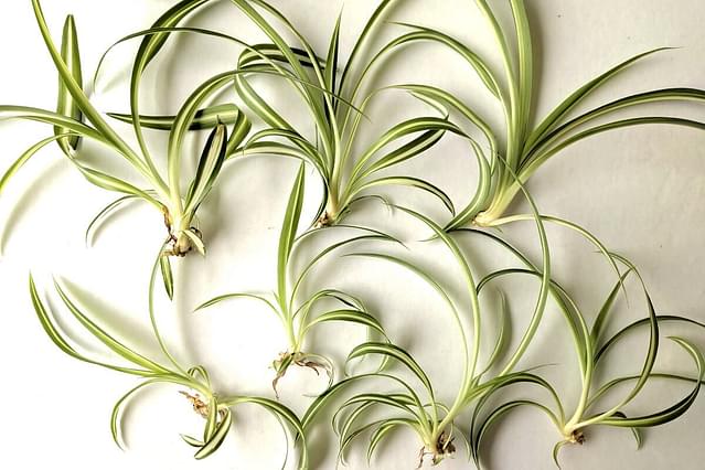 How to care for a spider plant shoots
