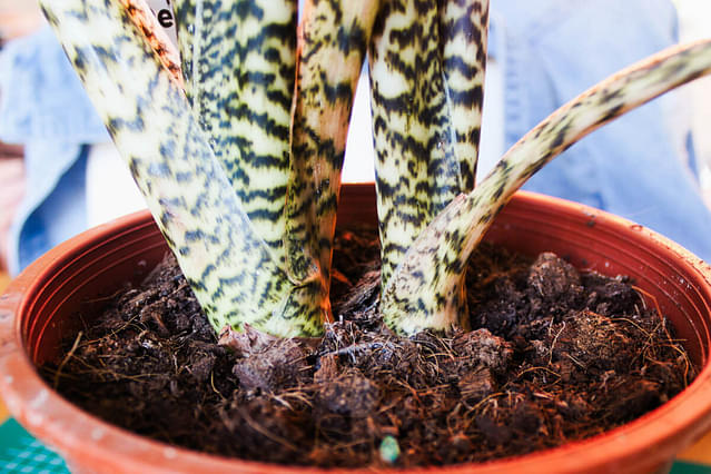 How to repot an Alocasia Zebrina