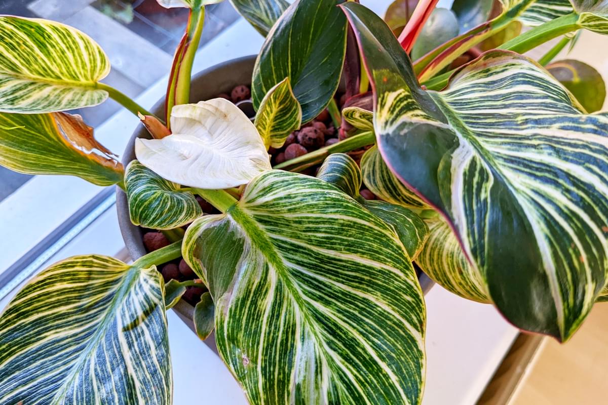 How to grow a Philodendron Birkin in Leca (2023)