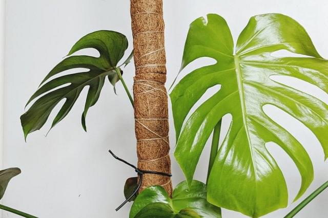 How to use a Moss pole for your houseplants