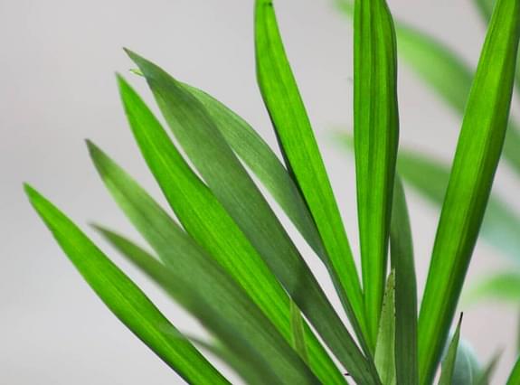 Parlor palm leaf