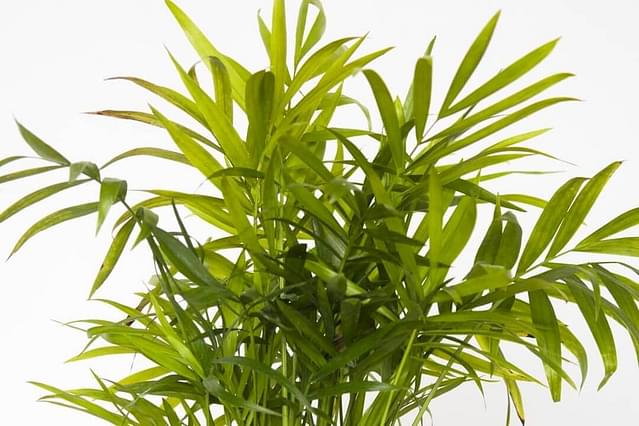 How to take care of a Parlor Palm