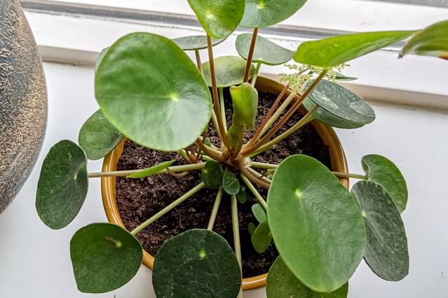 Hoe verzorg je een Pilea Peperomioides?