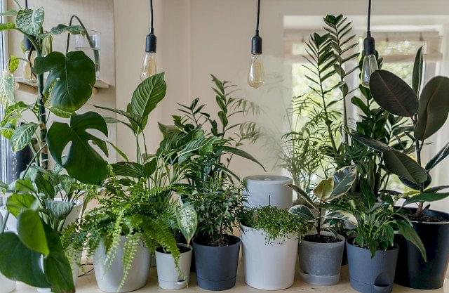 What is wrong with my plant? 10 common problems explained!