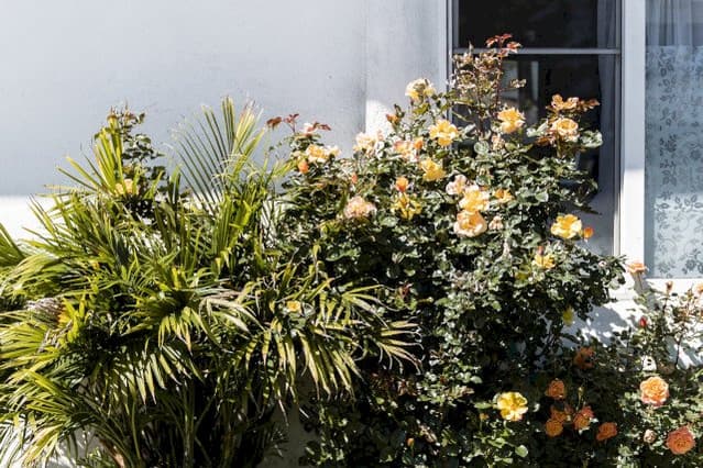 Can you bring a houseplant outdoors? - Plant care for Beginners