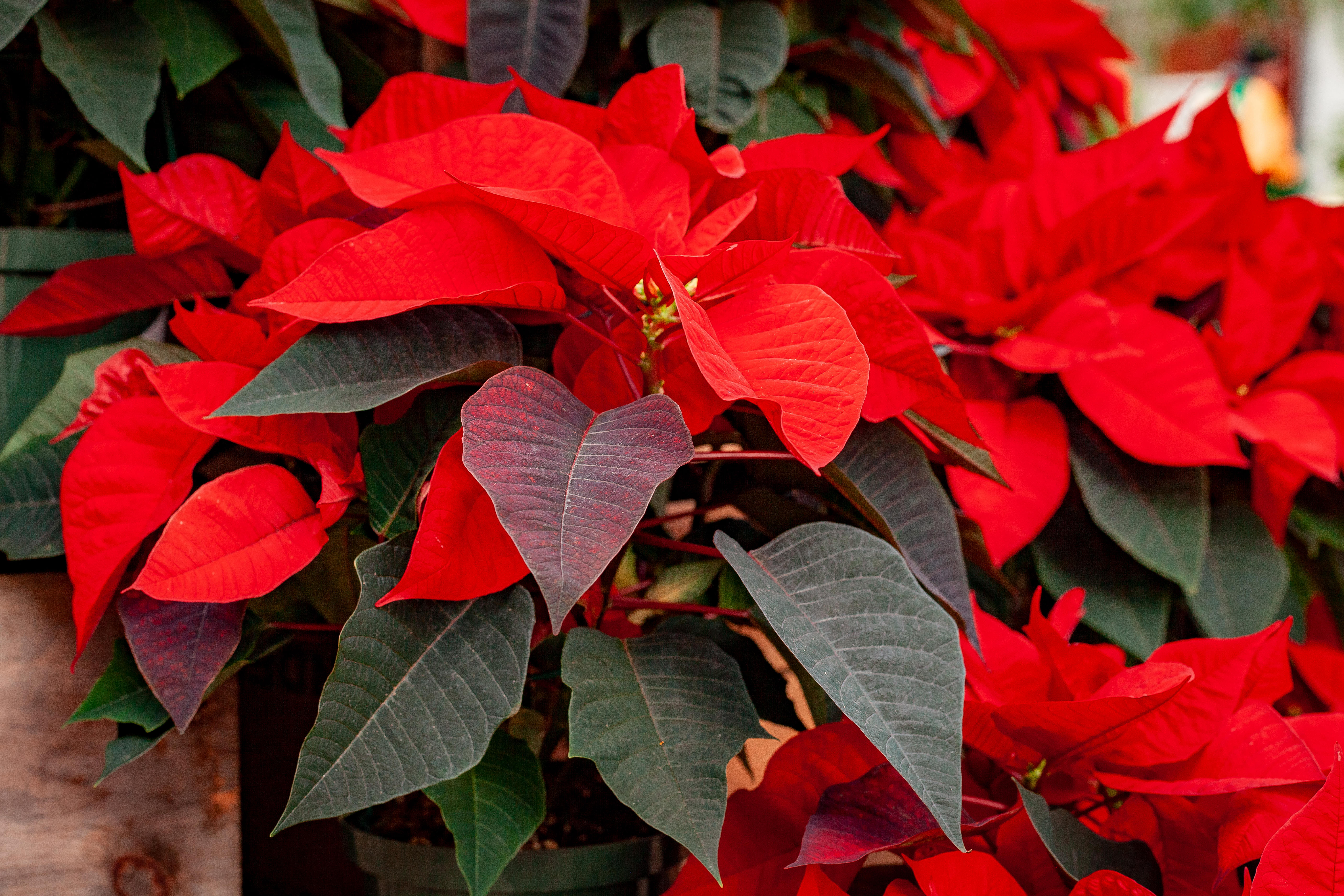 How To Care For A Euphorbia Pulcherrima (Poinsettia) (2023)