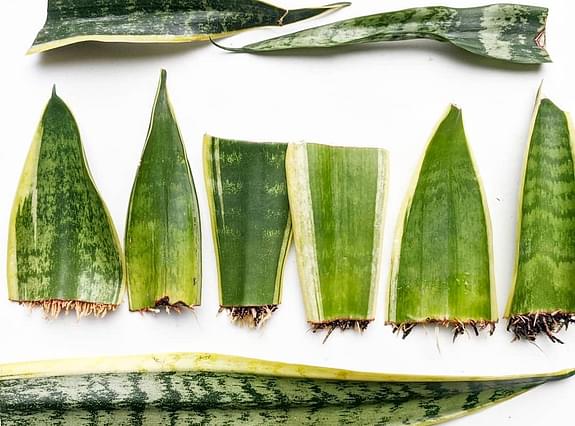 Hoe kun je een Sansevieria (Vrouwentong) stekken?