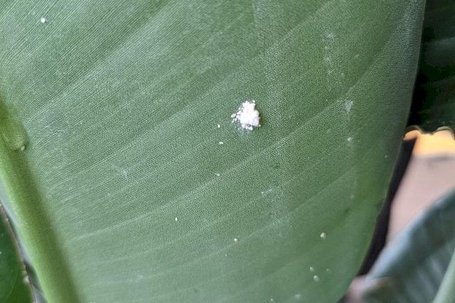 How to get rid of spider mites on your houseplants