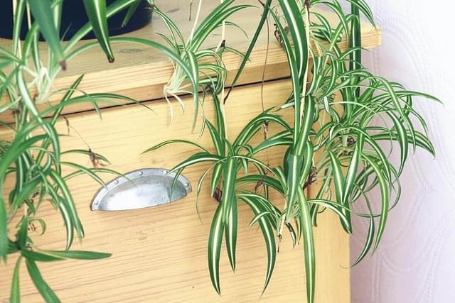 How To Propagate A Spider Plant Plant Care For Beginners,Steak Sauce A1