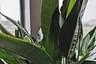How to care for a Bird of Paradise (Strelitzia)