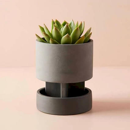 Hoe kies je de juiste pot voor je vetplant?