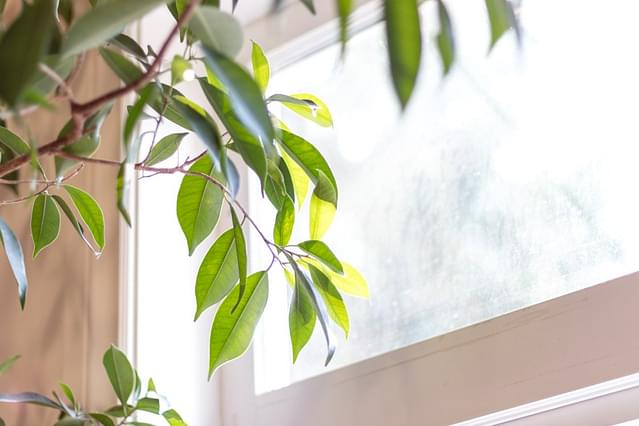 Is de richting van het zonlicht van belang voor je kamerplant?