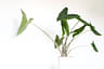 How to care for an Alocasia Zebrina