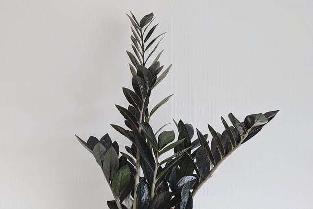 The Ultimate Plant Care Guide For A Zamioculcas Raven Plant Care For Beginners The Ultimate Plant Care Guide For A Zamioculcas Raven Plant Care For Beginners