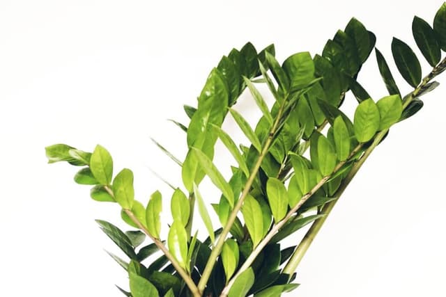 Beginner-friendly plants - Plant care for Beginners