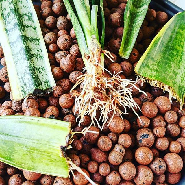 How to grow Sansevierias in Leca Plant care for Beginners